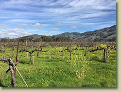 Ukiah Real Estate Sold by Cindy Lindgren -The Landlady, Lolonis Lane Vineyard