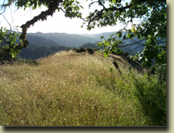 Ukiah Real Estate Sold by Cindy Lindgren -The Landlady, Running Springs Ranch Road